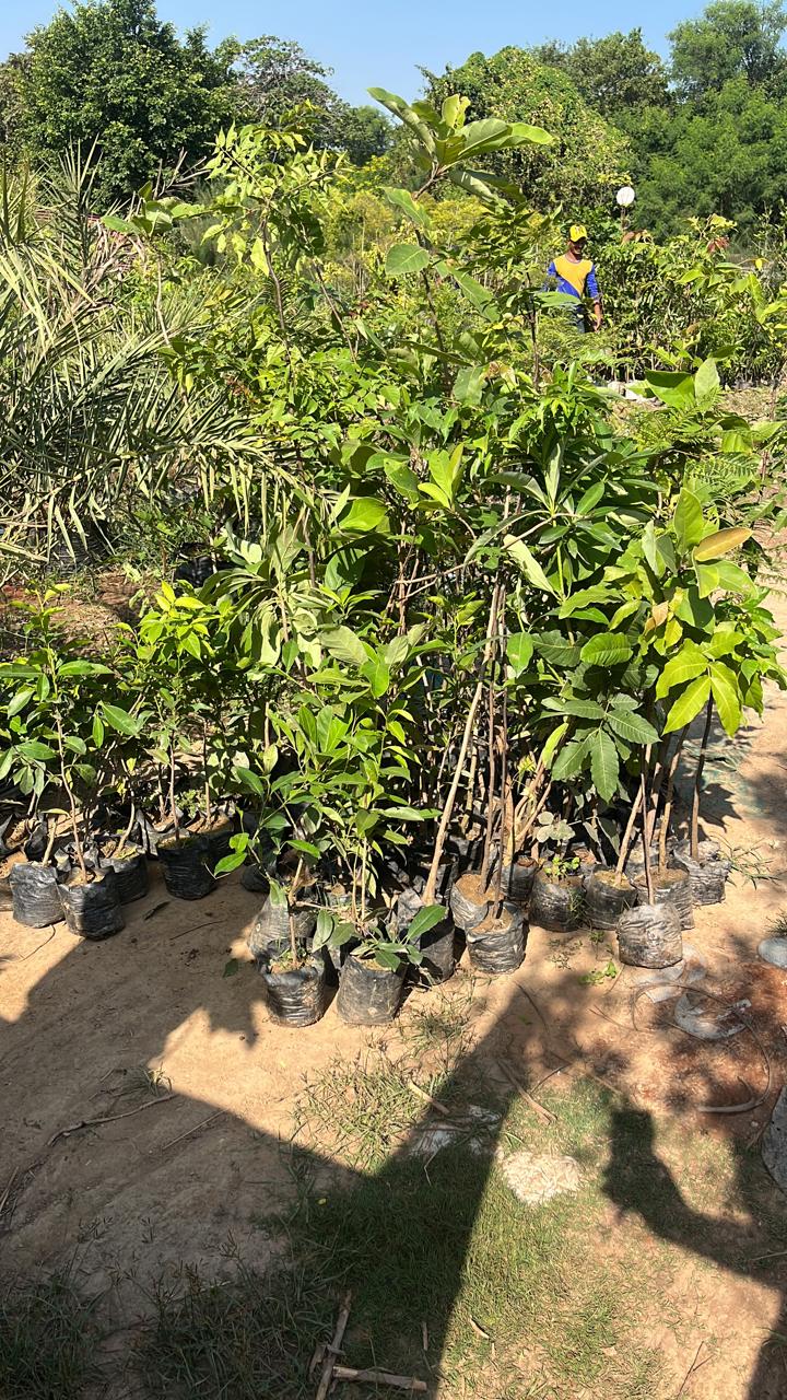 Empowering rural communities through green initiatives