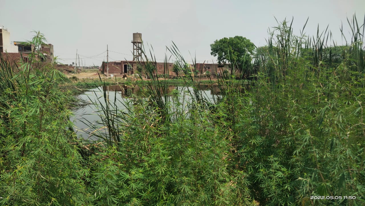 Waste Water Pond Management 4